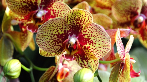 As orquídeas têm mais de 25 mil variedades em todo o mundo, mas acredita-se que cerca de 10% das espécies estejam ameaçadas de extinção em seus habitats naturais - Fotos:BBC Brasil