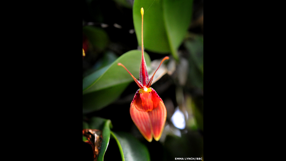 O Jardim Botânico Kew descobre, descreve e nomeia orquídeas oriundas do mundo inteiro