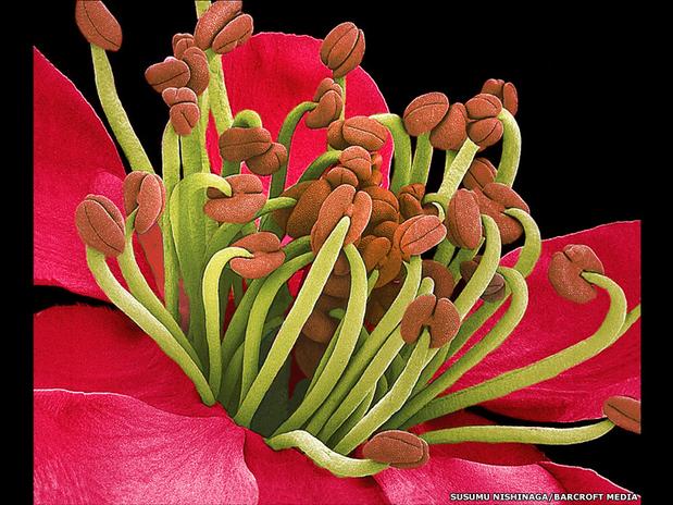 Repare nos muitos  e delicados detalhes desta flor