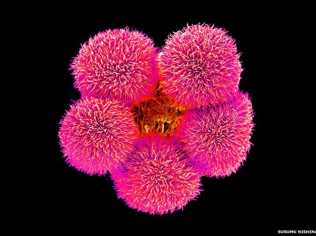 Polinização flor de Ibisco sob o microscópio