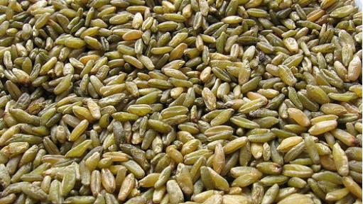 A colheita do trigo é feita com a semente ainda verde