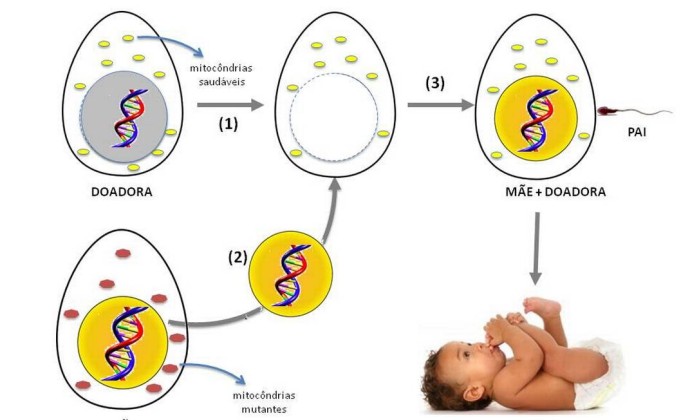 Ilustração explica o novo procedimento de fertilização in vitro - Lygia V. Pereira / Reproduç