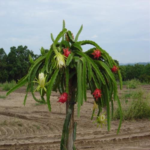 Pitaya, fruta flor ainda pouco conhecida no Brasil - 50emais